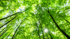 Company Outline (Organization)